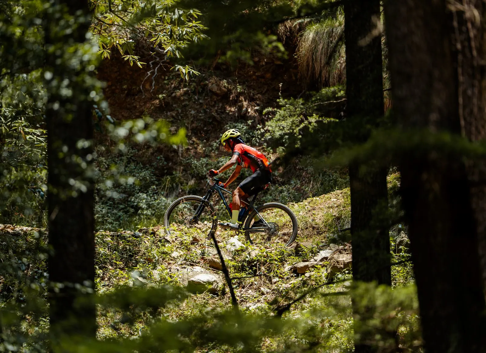 Shimla Trails